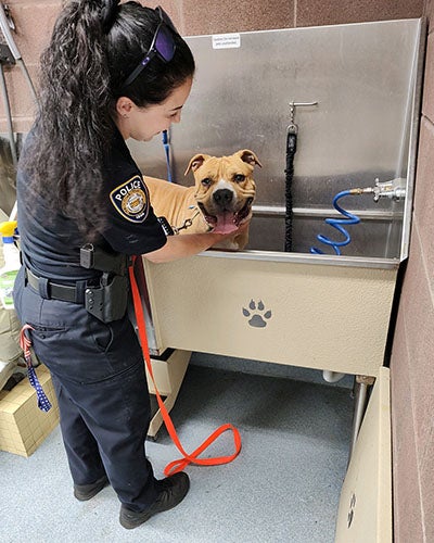 Officer washing a dog at New Haven shelter.