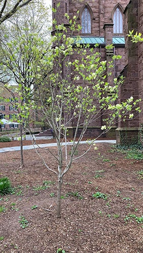Newly planted tree on Yale's campus.