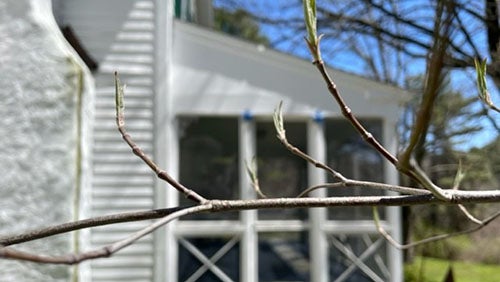 Image of tree branch with buds.
