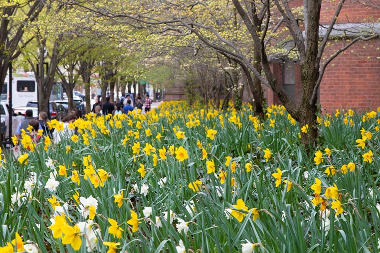Daffodils on College Street (part of the Old Campus/New Haven Green walking route)