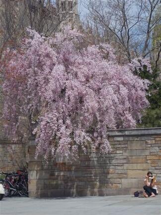 Spring blossoms near Sterling Memorial Library