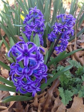 Deep blue hyacinths!