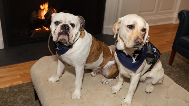 Handsome Dan and Heidi, Yale's Public Safety Service Dog, await a "tail-wagging" good time!.