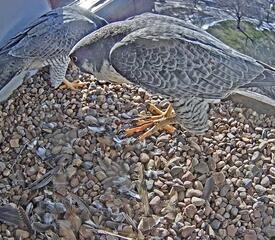 Peregrine falcons at Kline Tower 2022 courtesy of the Prum Lab at Yale