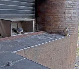 Peregrine falcons at Kline Tower - photo by Ronnie Rysz