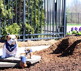 Handsome Dan oversees the spring planting at West Campus - Photo by Ronnie Rysz