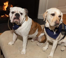 Handsome Dan and Heidi, Yale's Public Safety Service Dog, await a "tail-wagging" good time!.