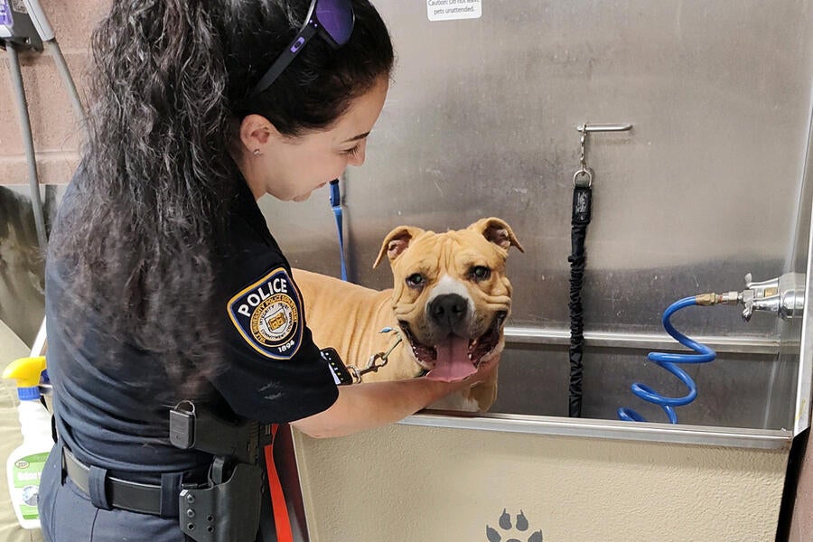Yale Police Officer Tristan Kiekel washes dog at shelter.