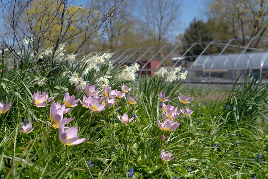 Photo of flowers at the Yale Farm