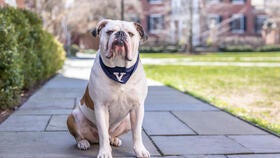 Image of Yale's mascot, Handsome Dan.