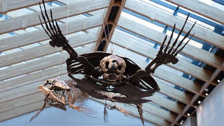 Archelon, the largest turtle ever documented, flees a hungry Mosasaur, a predatory marine lizard from the Late Cretaceous, in a fossil vignette suspended over the Peabody Museum’s new Central Gallery.